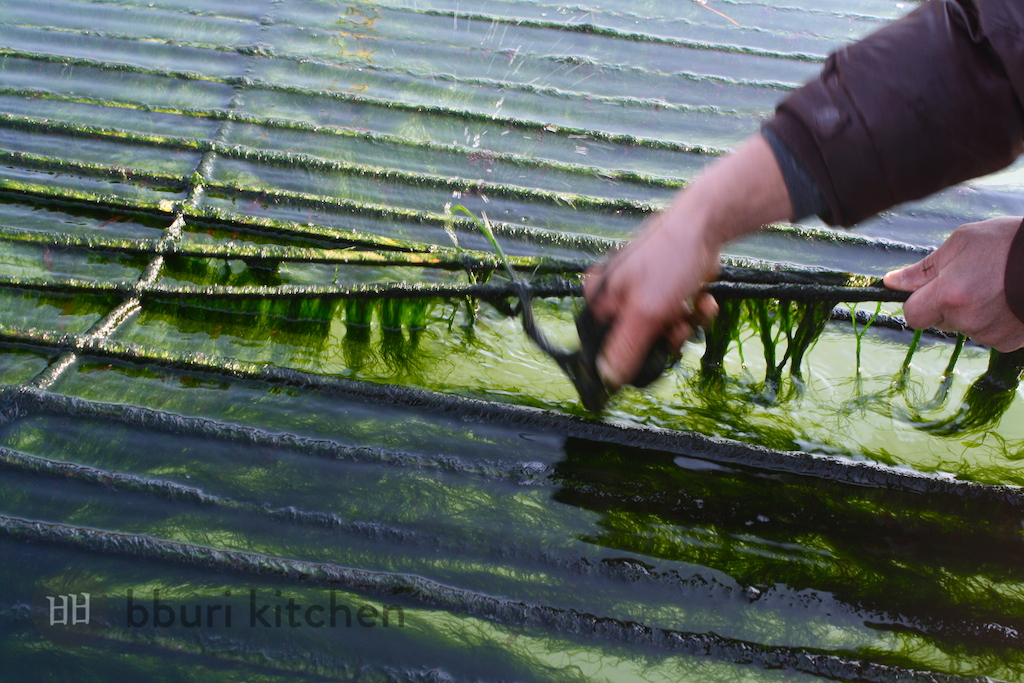 maesaengi seaweed harvest
